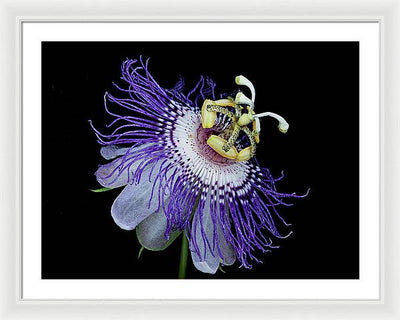 Passiflora / Art Photo - Framed Print