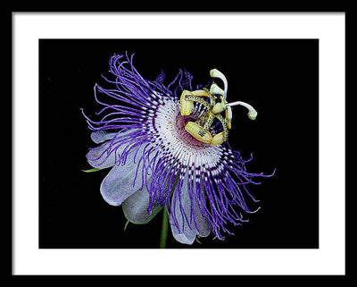 Passiflora / Art Photo - Framed Print