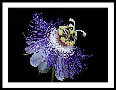 Passiflora / Art Photo - Framed Print