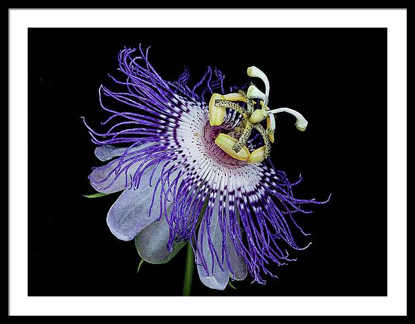 Passiflora / Art Photo - Framed Print