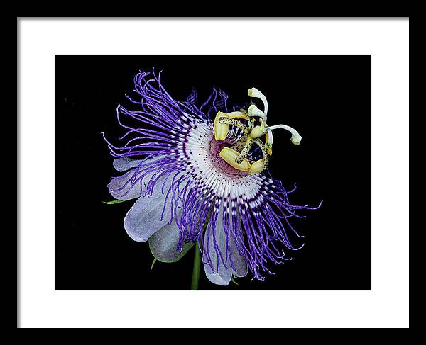 Passiflora / Art Photo - Framed Print