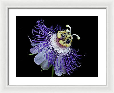 Passiflora / Art Photo - Framed Print