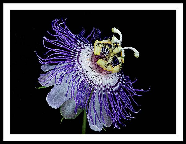 Passiflora / Art Photo - Framed Print