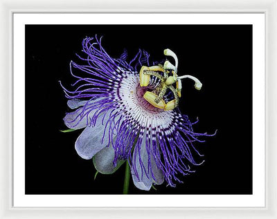 Passiflora / Art Photo - Framed Print