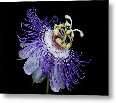 Passiflora / Art Photo - Metal Print