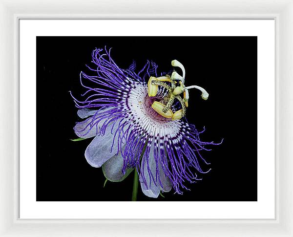 Passiflora / Art Photo - Framed Print