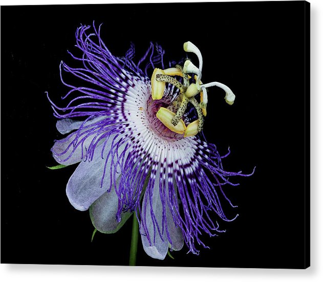 Passiflora / Art Photo - Acrylic Print