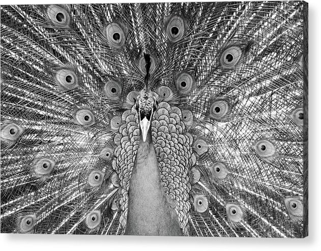 Pavo Cristatus, Black and White / Art Photo - Acrylic Print