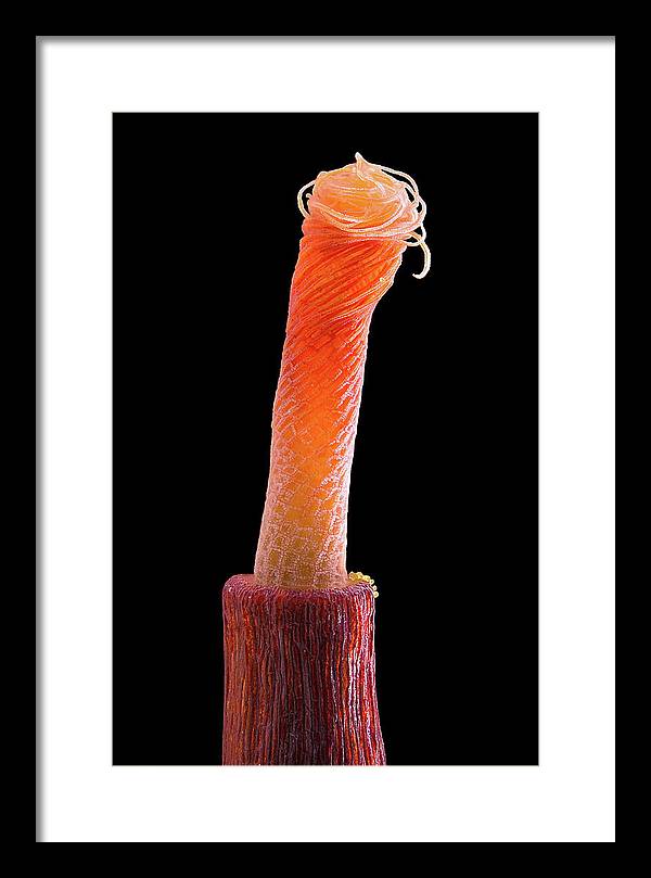 Peristome of Sporophyte of Tortula Subulata / Art Photo - Framed Print