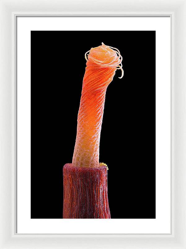 Peristome of Sporophyte of Tortula Subulata / Art Photo - Framed Print