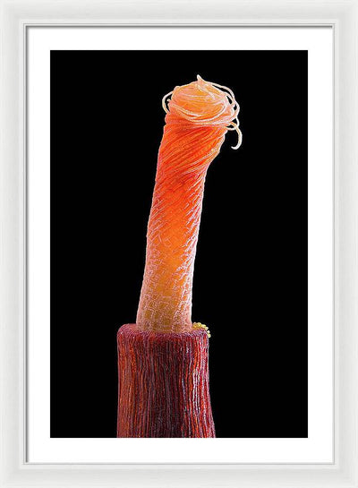 Peristome of Sporophyte of Tortula Subulata / Art Photo - Framed Print