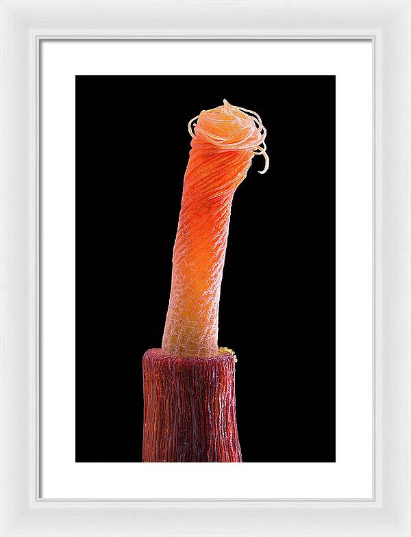 Peristome of Sporophyte of Tortula Subulata / Art Photo - Framed Print