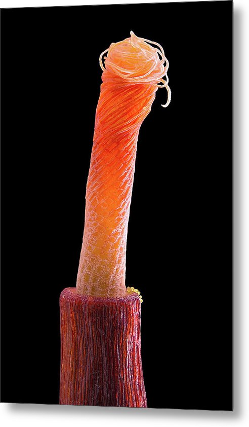 Peristome of Sporophyte of Tortula Subulata / Art Photo - Metal Print