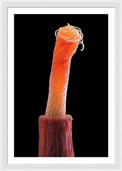 Peristome of Sporophyte of Tortula Subulata / Art Photo - Framed Print