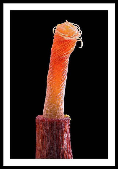 Peristome of Sporophyte of Tortula Subulata / Art Photo - Framed Print