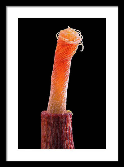 Peristome of Sporophyte of Tortula Subulata / Art Photo - Framed Print