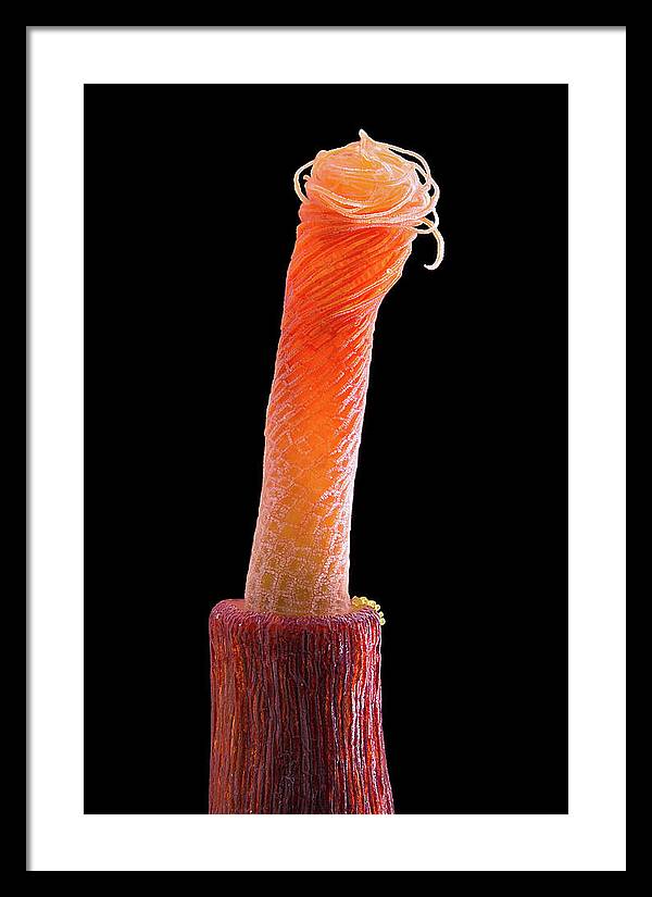 Peristome of Sporophyte of Tortula Subulata / Art Photo - Framed Print