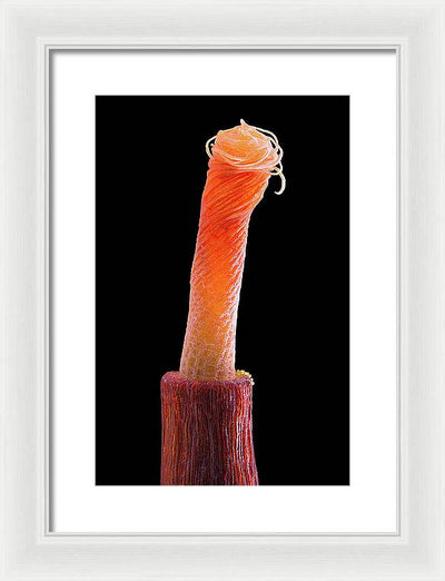 Peristome of Sporophyte of Tortula Subulata / Art Photo - Framed Print