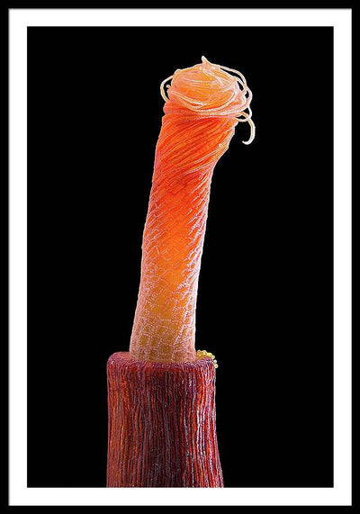 Peristome of Sporophyte of Tortula Subulata / Art Photo - Framed Print