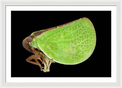 Planthopper / Art Photo - Framed Print