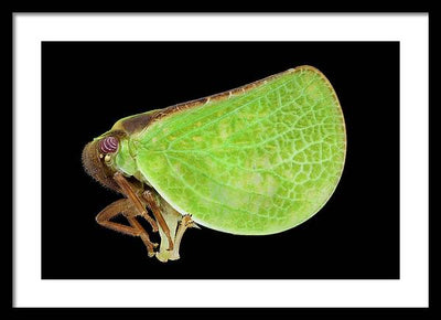 Planthopper / Art Photo - Framed Print