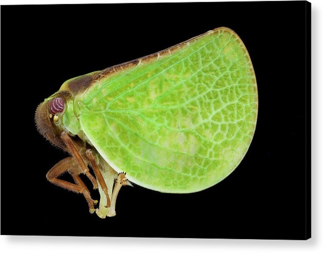 Planthopper / Art Photo - Acrylic Print