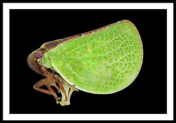 Planthopper / Art Photo - Framed Print