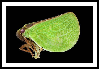 Planthopper / Art Photo - Framed Print