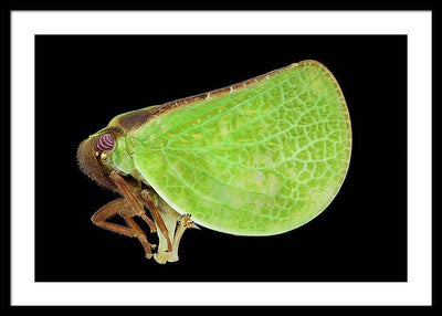 Planthopper / Art Photo - Framed Print