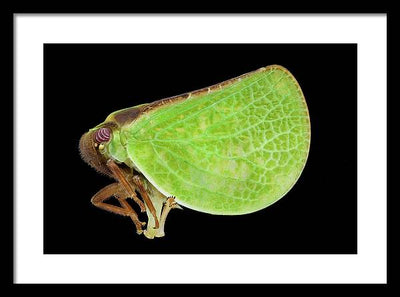 Planthopper / Art Photo - Framed Print