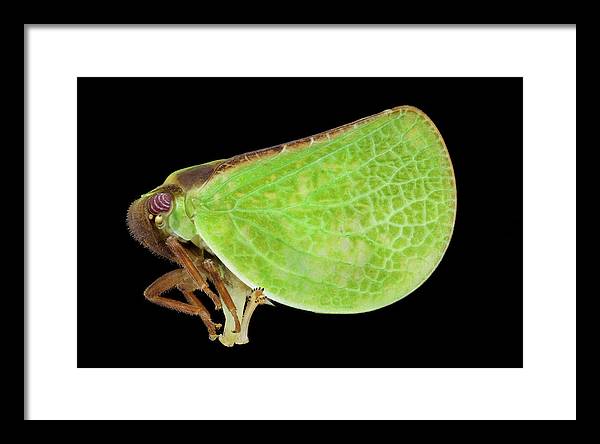 Planthopper / Art Photo - Framed Print