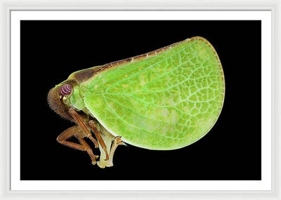 Planthopper / Art Photo - Framed Print