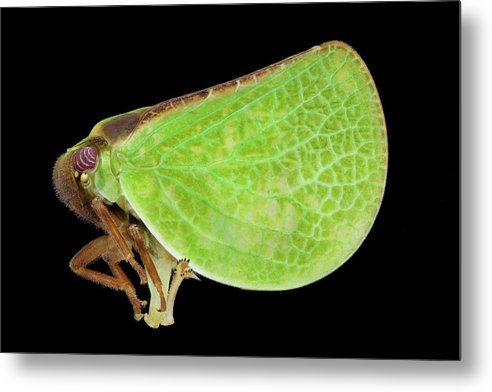 Planthopper / Art Photo - Metal Print