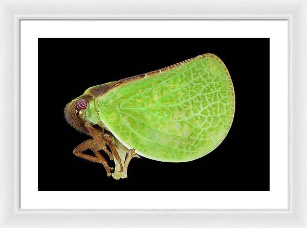 Planthopper / Art Photo - Framed Print