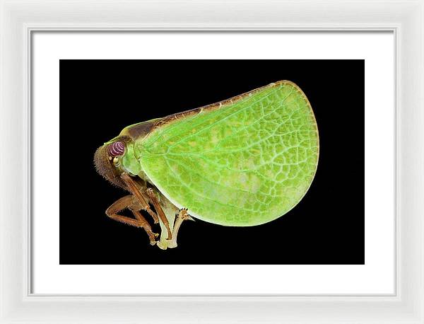 Planthopper / Art Photo - Framed Print