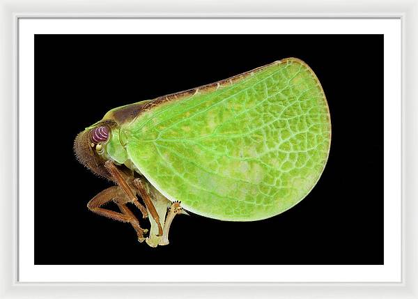 Planthopper / Art Photo - Framed Print