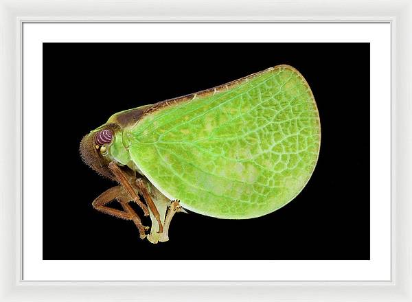 Planthopper / Art Photo - Framed Print