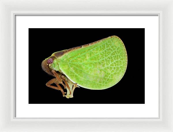 Planthopper / Art Photo - Framed Print