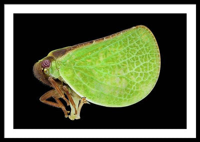 Planthopper / Art Photo - Framed Print