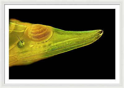 Planthopper Dark / Art Photo - Framed Print