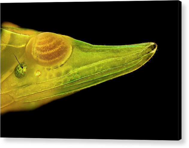 Planthopper Dark / Art Photo - Acrylic Print