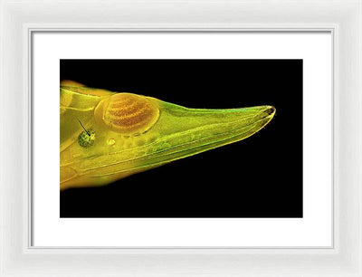 Planthopper Dark / Art Photo - Framed Print