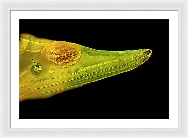 Planthopper Dark / Art Photo - Framed Print