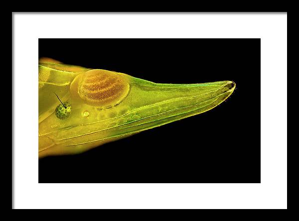 Planthopper Dark / Art Photo - Framed Print