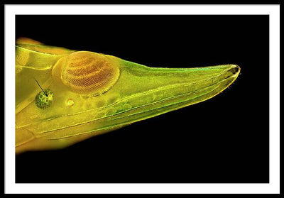 Planthopper Dark / Art Photo - Framed Print