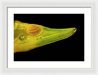 Planthopper Dark / Art Photo - Framed Print