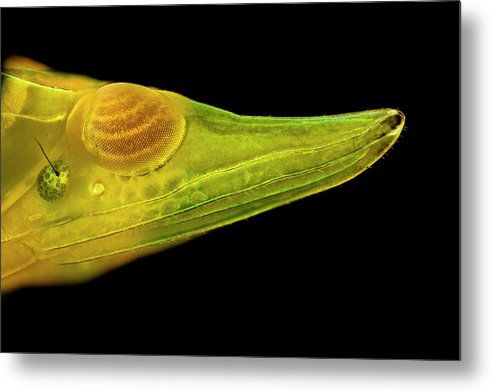 Planthopper Dark / Art Photo - Metal Print