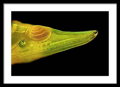 Planthopper Dark / Art Photo - Framed Print