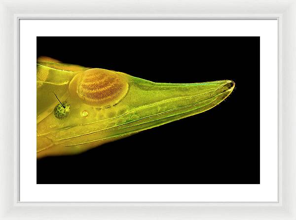 Planthopper Dark / Art Photo - Framed Print