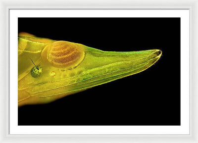 Planthopper Dark / Art Photo - Framed Print